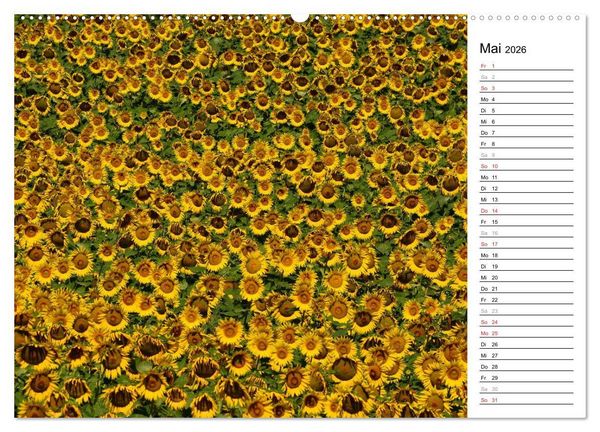 Produktbild: Ein Jahr lang Sonnenblumen (Wandkalender 2026 DIN A2 quer), CALVENDO Monatskalender