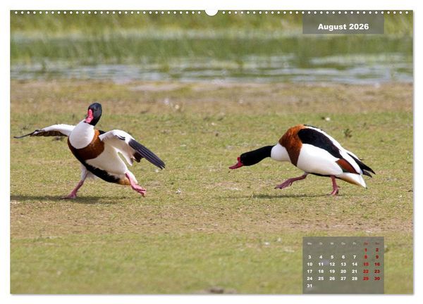 Produktbild: Naturparadies Nordstrand und Beltringharder Koog (hochwertiger Premium Wandkalender 2026 DIN A2 quer), Kunstdruck in Hochglanz