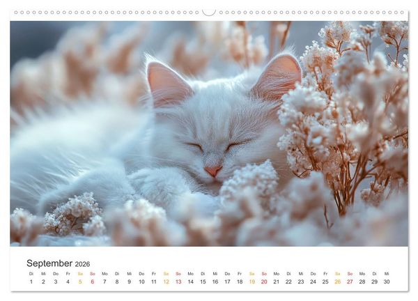 Produktbild: Katzen - Kalender f&uuml;r alle Miezenfans (Wandkalender 2026 DIN A2 quer), CALVENDO Monatskalender