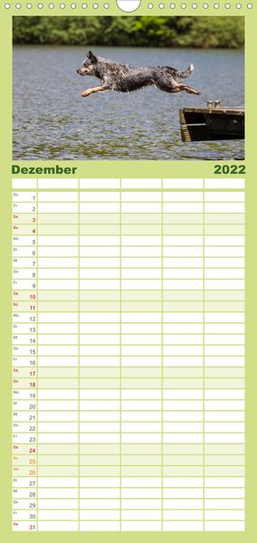 Produktbild: Spaziergang am See Australian Cattle Dogs - Familienplaner hoch (Wandkalender 2022 , 21 cm x 45 cm, hoch)