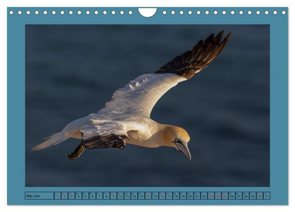Produktbild: Helgoland und seine Basst&ouml;lpel (Wandkalender 2026 DIN A4 quer), CALVENDO Monatskalender