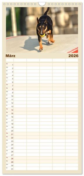 Produktbild: Familienplaner 2026 - Bullterrier - charmante Herzensbrecher mit 5 Spalten (Wandkalender, 21 x 45 cm) CALVENDO