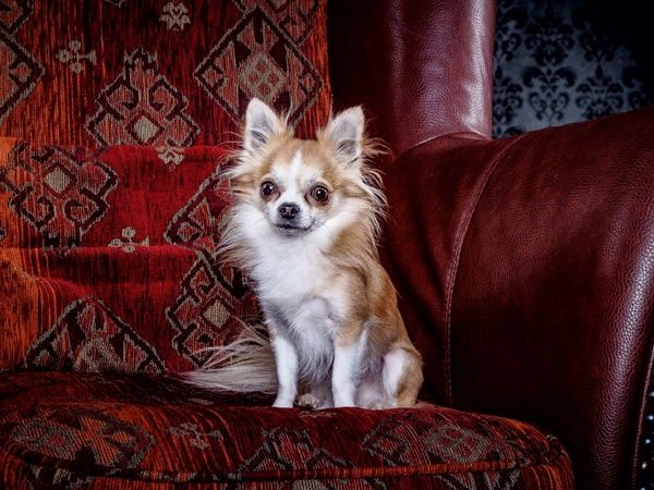 Produktbild: CALVENDO Puzzle Chihuahuas - Cool & nett | 1000 Teile Lege-Gr&ouml;&szlig;e 64x48cm Foto-Puzzle f&uuml;r gl&uuml;ckliche Stunden