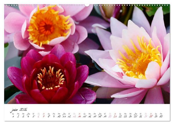 Produktbild: N&eacute;nuphars enchanteurs (Calendrier mural 2026 DIN A2 vertical) calendrier de bureau