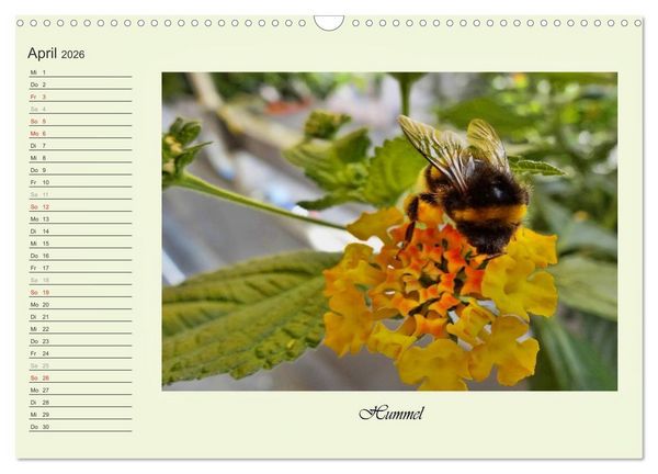 Produktbild: Blaue Holzbiene &ndash; Hummel &ndash; und Taubenschw&auml;nzchen. (Wandkalender 2026 DIN A3 quer), CALVENDO Monatskalender