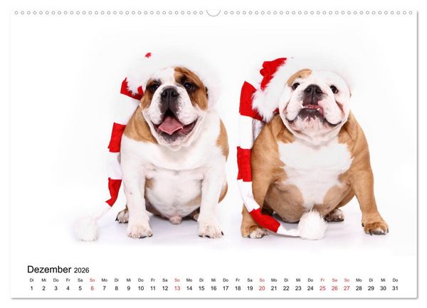 Produktbild: Funny Dogs (hochwertiger Premium Wandkalender 2026 DIN A2 quer), Kunstdruck in Hochglanz