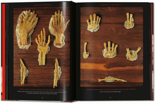 Produktbild: Anatomical Waxes. 45th Ed.
