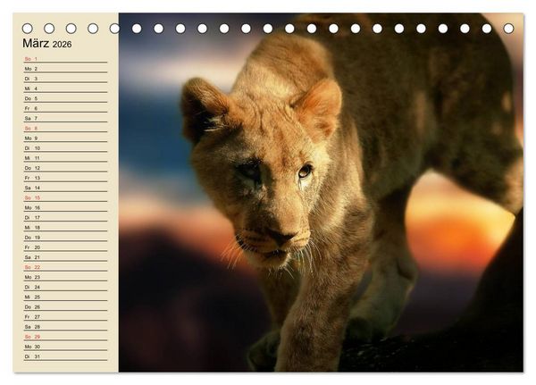 Produktbild: L&ouml;wen in freier Wildbahn (Tischkalender 2026 DIN A5 quer), CALVENDO Monatskalender