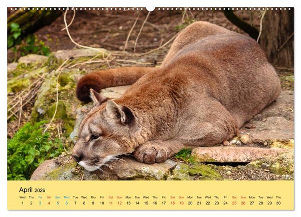 Produktbild: Just Big Cats (High Quality Premium Wall Calendar 2026 DIN A2 landscape),CALVENDO 12 Month Wall Calendar