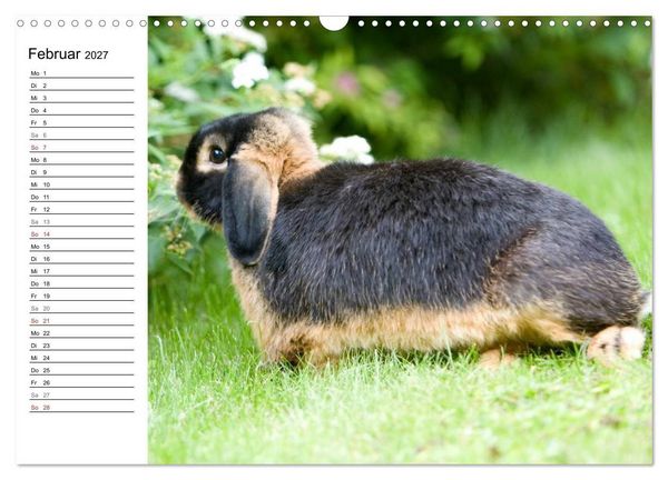 Produktbild: Kaninchen - knuddelige Hausgenossen (Wandkalender 2027 DIN A3 quer), CALVENDO Monatskalender