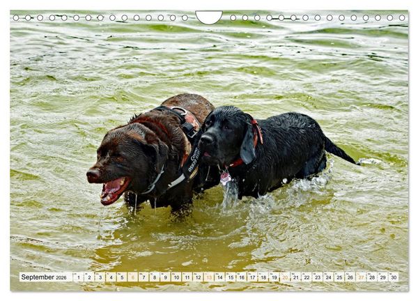 Produktbild: Beste Buddys (Wandkalender 2026 DIN A4 quer), CALVENDO Monatskalender