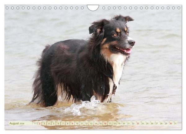 Produktbild: Australian Shepherd - H&uuml;tehunde mit Familienanschluss (Wandkalender 2026 DIN A4 quer), CALVENDO Monatskalender