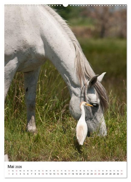 Produktbild: Camargue Pferde - wei&szlig;e M&auml;hnen (hochwertiger Premium Wandkalender 2026 DIN A2 hoch), Kunstdruck in Hochglanz