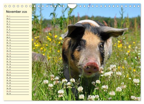 Produktbild: Von S&auml;uen die Schwein haben! (Wandkalender 2026 DIN A4 quer), CALVENDO Monatskalender