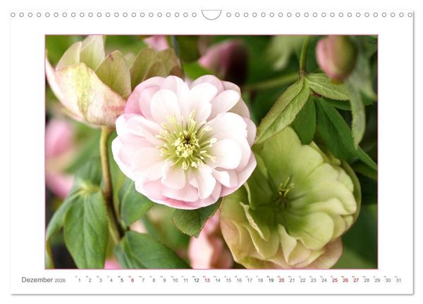 Produktbild: Sanfte Natur (Wandkalender 2026 DIN A3 quer), CALVENDO Monatskalender