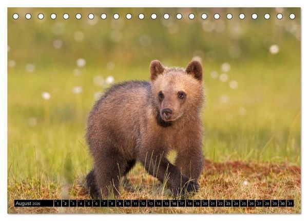 Produktbild: Magie des Augenblicks - Tierkinder - klein, aber wild (Tischkalender 2026 DIN A5 quer), CALVENDO Monatskalender