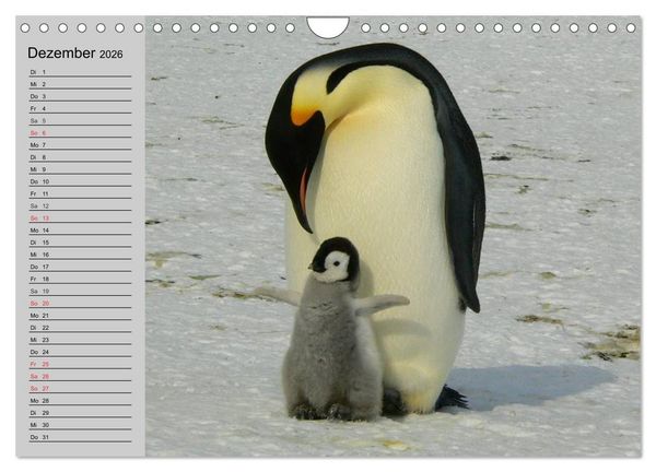 Produktbild: Pinguine - Watscheln im festlichen Kleid (Wandkalender 2026 DIN A4 quer), CALVENDO Monatskalender