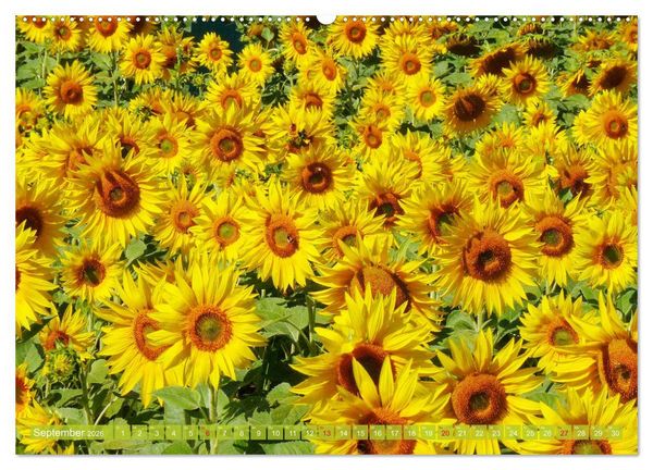 Produktbild: Sonnenblumenwelt (Wandkalender 2026 DIN A2 quer), CALVENDO Monatskalender