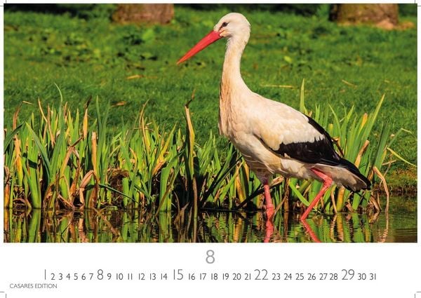 Produktbild: St&ouml;rche Kalender 2027 &ndash; Wandkalender | Fotokalender Tierkalender 35x50cm Grosses Format - Inspirierende Storch-Motive f&uuml;r Natur- und Tierkalenderliebhaber.