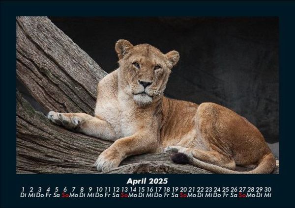 Produktbild: L&ouml;wen in der Wildnis 2025 Fotokalender DIN A5