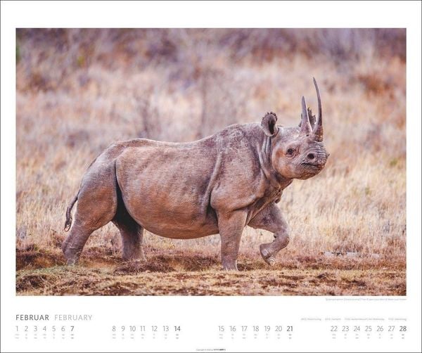 Produktbild: African Wildlife Kalender 2027
