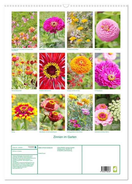 Produktbild: Zinnien im Garten (Wandkalender 2026 DIN A2 hoch), CALVENDO Monatskalender