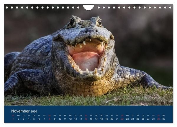 Produktbild: Brasilien tierisch gut 2026 (Wandkalender 2026 DIN A4 quer), CALVENDO Monatskalender