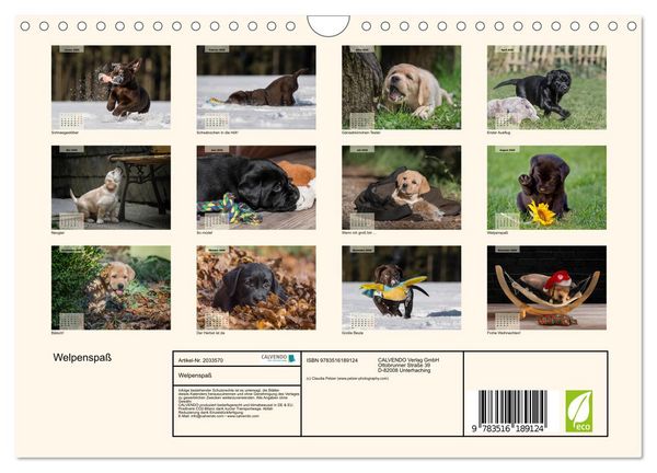 Produktbild: Welpenspa&szlig; (Wandkalender 2026 DIN A4 quer), CALVENDO Monatskalender