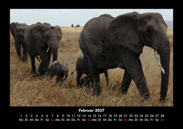 Produktbild: Elefanten 2027 Fotokalender DIN A3