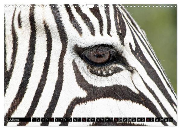 Produktbild: Zebras - Ungez&auml;hmte Kraft (Wandkalender 2026 DIN A3 quer), CALVENDO Monatskalender