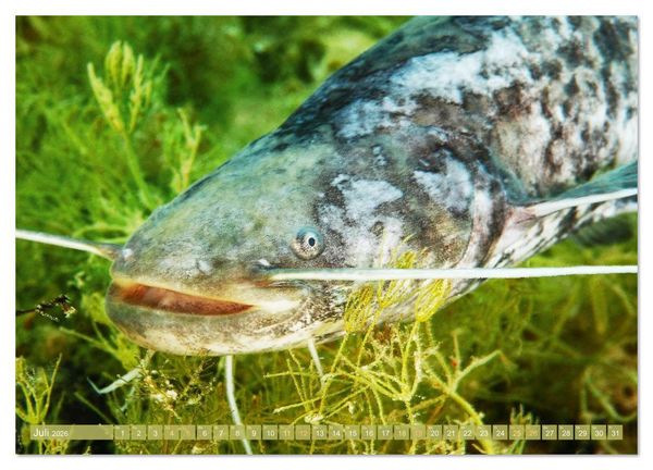Produktbild: Forelle, Hecht und St&ouml;r: Fische in europ&auml;ischen Gew&auml;ssern (hochwertiger Premium Wandkalender 2026 DIN A2 quer), Kunstdruck in Hochglanz