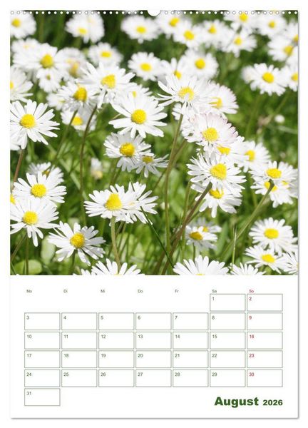Produktbild: Wei&szlig;e Bl&uuml;ten im Gr&uuml;nen (Wandkalender 2026 DIN A2 hoch), CALVENDO Monatskalender