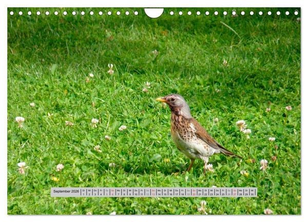 Produktbild: Perlen des Westerwaldes (Wandkalender 2026 DIN A4 quer), CALVENDO Monatskalender