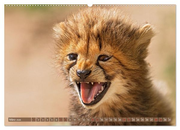 Produktbild: Afrikas Tierwelt - Geparde (Wandkalender 2026 DIN A2 quer), CALVENDO Monatskalender