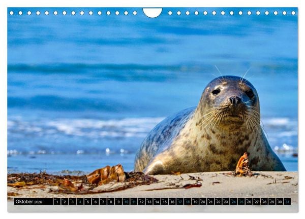 Produktbild: Big Five aus dem Ozean Hai, Delphin, Wal, Robbe, Pinguin (Wandkalender 2026 DIN A4 quer), CALVENDO Monatskalender