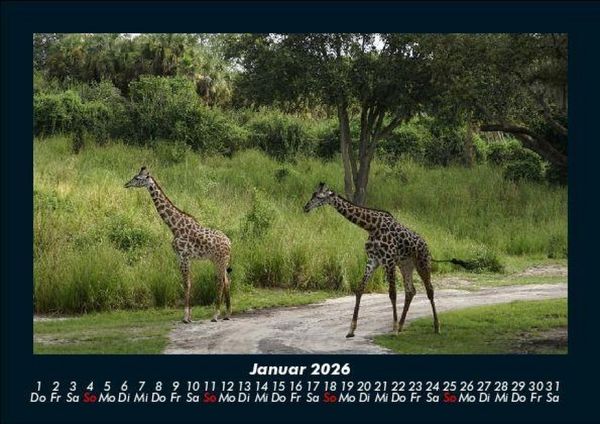Produktbild: Giraffen 2026 Fotokalender DIN A5
