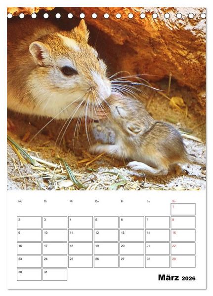 Produktbild: Mongolische Rennm&auml;use (Tischkalender 2026 DIN A5 hoch), CALVENDO Monatskalender
