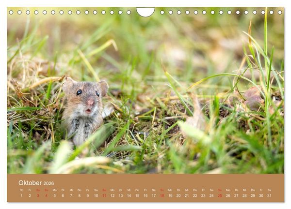 Produktbild: M&auml;usetanz (Wandkalender 2026 DIN A4 quer), CALVENDO Monatskalender