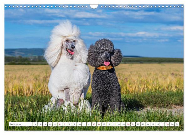 Produktbild: Pudel - Gl&uuml;ck auf vier Pfoten (Wandkalender 2026 DIN A3 quer), CALVENDO Monatskalender