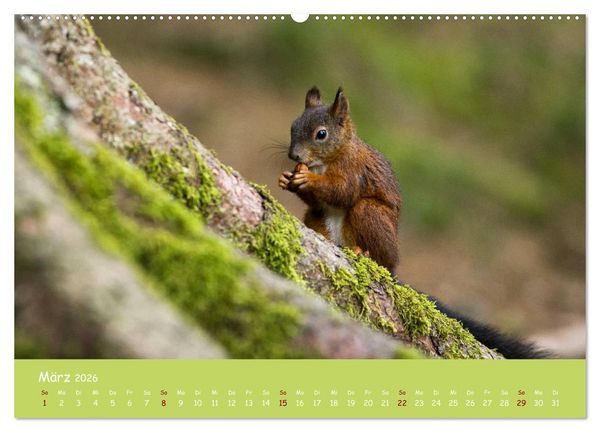 Produktbild: Eichh&ouml;rnchen - die s&uuml;&szlig;en Nussknacker (hochwertiger Premium Wandkalender 2026 DIN A2 quer), Kunstdruck in Hochglanz