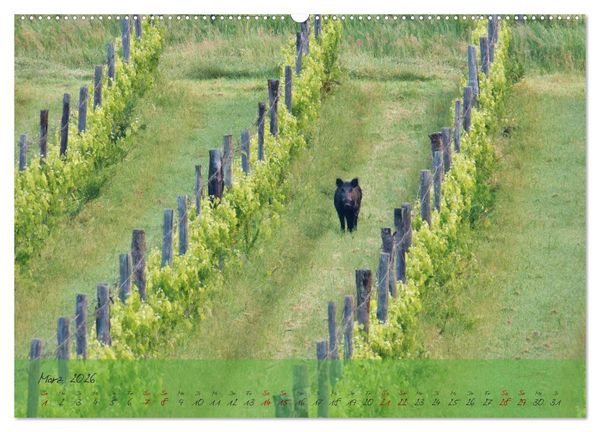 Produktbild: Wilde Toskana - von Ren&eacute; Schaack (hochwertiger Premium Wandkalender 2026 DIN A2 quer), Kunstdruck in Hochglanz
