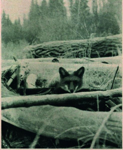 Produktbild: Wildes Kanada