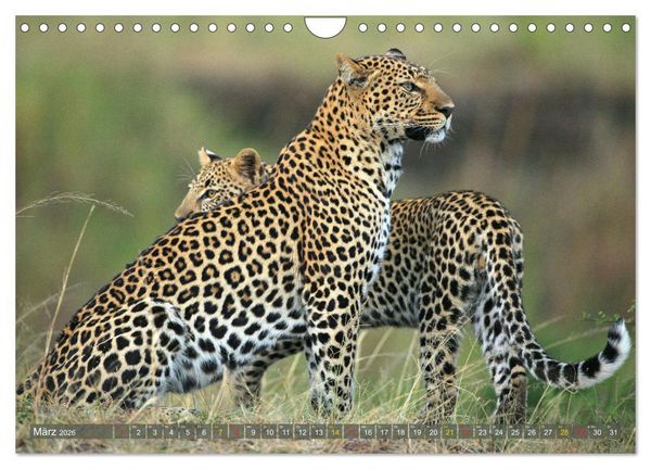 Produktbild: L&ouml;wen und Leoparden - Begegnungen in Afrika (Wandkalender 2026 DIN A4 quer), CALVENDO Monatskalender