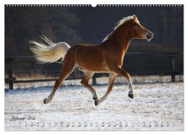 Produktbild: Haflinger-Pferde in Reinzucht (Wandkalender 2026 DIN A2 quer), CALVENDO Monatskalender