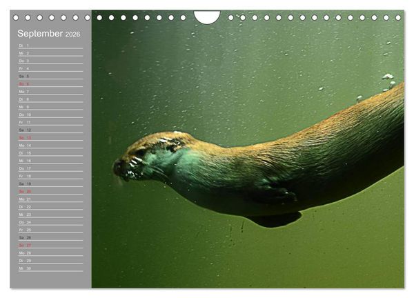 Produktbild: Otter. Frech, laut und clever (Wandkalender 2026 DIN A4 quer), CALVENDO Monatskalender