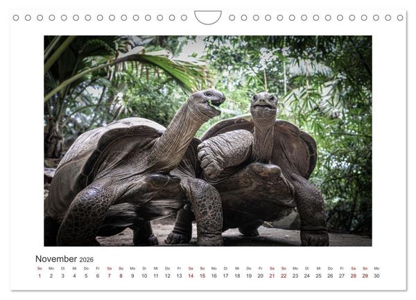 Produktbild: Seychellen - unterwegs mit Julia Hahn (Wandkalender 2026 DIN A4 quer), CALVENDO Monatskalender