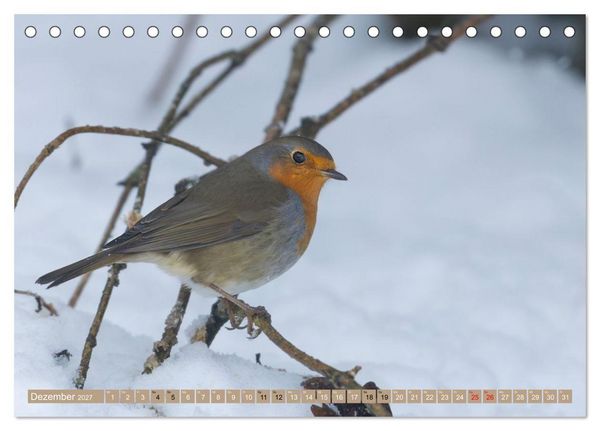 Produktbild: Robin, das s&uuml;&szlig;e Rotkehlchen (Tischkalender 2027 DIN A5 quer), CALVENDO Monatskalender