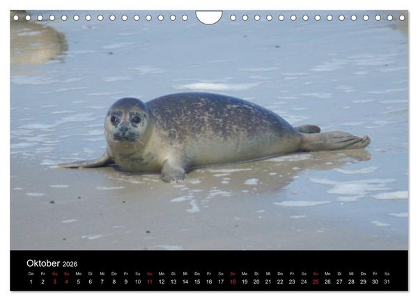 Produktbild: Verspielte Robben (Wandkalender 2026 DIN A4 quer), CALVENDO Monatskalender