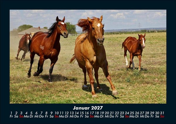 Produktbild: Die Welt der Pferde 2027 Fotokalender DIN A5