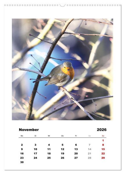 Produktbild: Rotkehlchen, s&uuml;&szlig;e kleine Knutschkugeln (Wandkalender 2026 DIN A2 hoch), CALVENDO Monatskalender